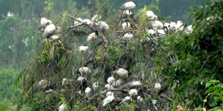 மட்டக்களப்பிற்கு வந்துள்ள வலசைப் பறவைகள்