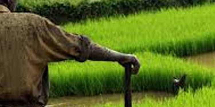 சிறுபோக இழப்பீட்டு கொடுப்பனவுகளில் 90% விடுவிக்க தீர்மானம்!