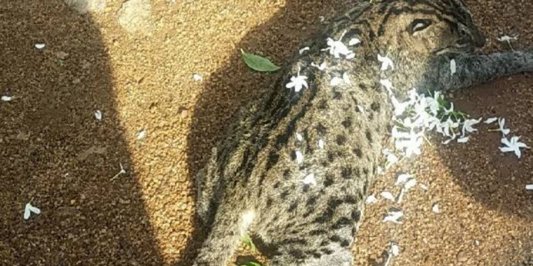 இறந்த நிலையில் மீட்க்கப்பட்ட அறிய வகை புலி!