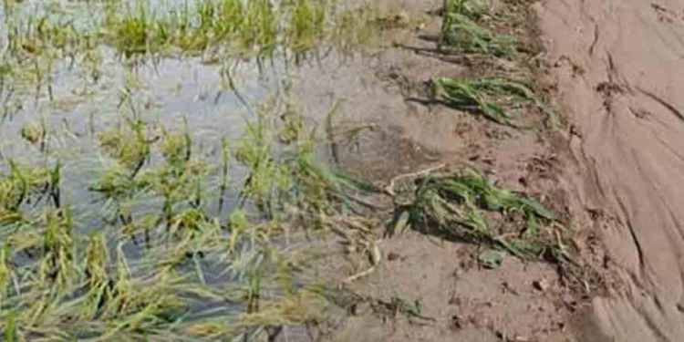 பயிர் சேத இழப்பீடு  தொடர்பான அறிவிப்பு!