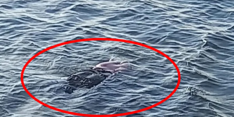 கடலில் மிதந்து வந்த பெண்ணின் சடலம்!