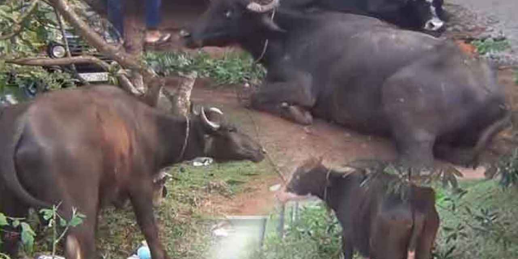 நீண்டகாலமாக இடம்பெற்று வந்த மோசடி ஒன்று அம்பலம்!