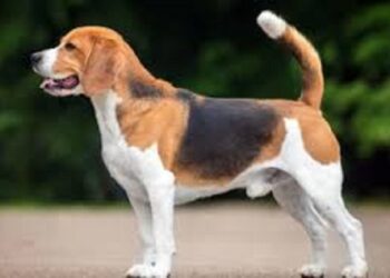 அயல்வீட்டாரின் நாயை தூக்கிலிட்டு படுகொலை செய்த பெண் தமிழர் பகுதியில் அரங்கேறிய கொடூரம்!