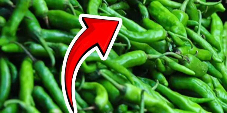 உச்சமடைந்த பச்ச மிளகாய் விலை!