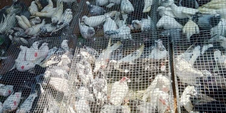 சட்ட விரோதமாக நாட்டிற்கு கொண்டு வரப்பட்ட விலங்குகள் மற்றும் மருந்துகளுடன் மூவர் கைது!