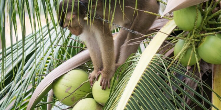 இலங்கையில் குரங்குகள் கணக்கெடுப்பு முன்னெடுப்பு!