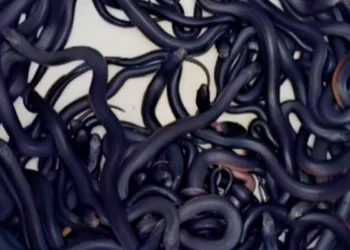 அவுஸ்ரேலியா வீடொன்றில் 102 விஷ பாம்புகள் கண்டு பிடிப்பு!