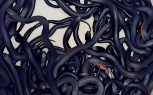 அவுஸ்ரேலியா வீடொன்றில் 102 விஷ பாம்புகள் கண்டு பிடிப்பு!