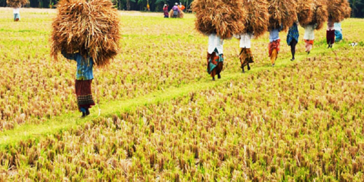 நெல் தொடர்பில் சிக்கலில் அரசு!