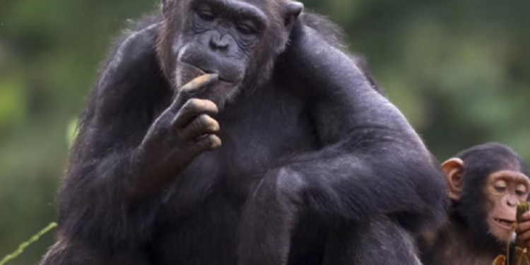 குரங்கு மோதியதால் நாடு முழுவது மின் தடை!