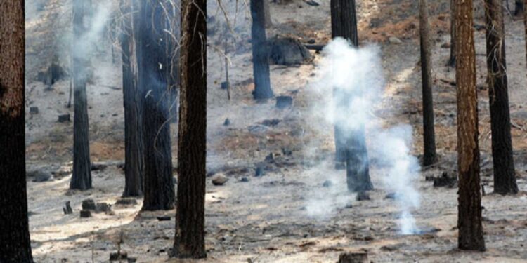 பைனஸ் காட்டுப்பகுதியில் தீப்பரவல்!