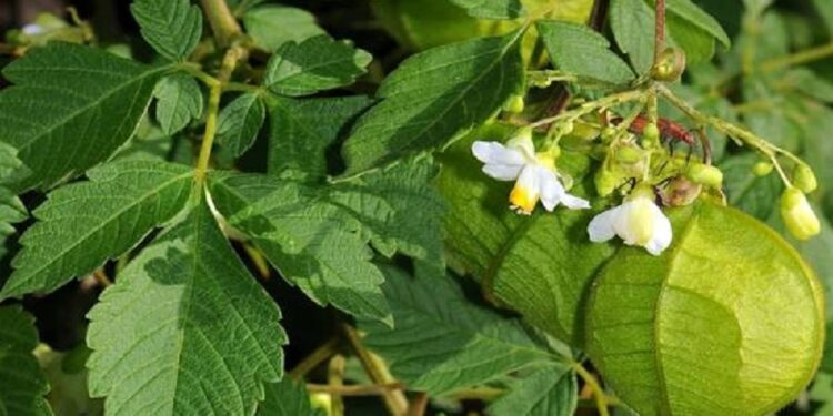 மூட்டு வலிக்கு தீர்வாகும் முடக்கத்தான் கீரை சட்னி