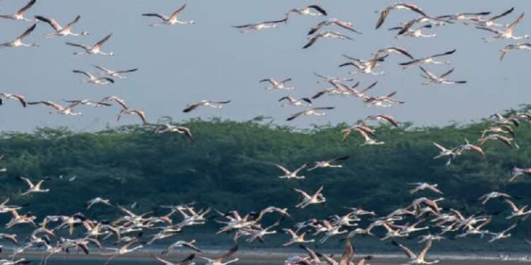 யாழிற்கு வரும் அதிகளவிலான வெளிநாடு பறவைகள்