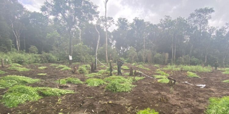 தம்மென்னாவ வனப்பகுதியில் கைப்பற்றப்பட்ட பெரும் தொகை கஞ்சா செடிகள்