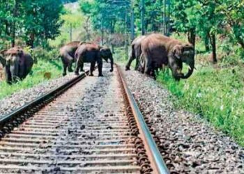 ரயில் மோதியதில் பலியான யானைகள்!