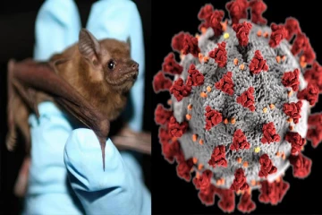 சீனாவின் புதிய வைரஸ்