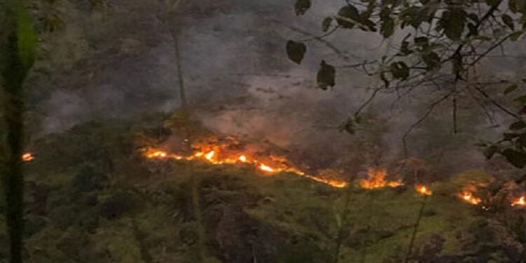 காட்டு பகுதிக்கு தீ வைத்த இளைஞர்கள் கைது!