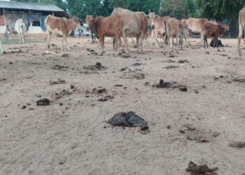 கிளிநொச்சி சந்தையில் தொடரும் சீர்கேடுகள்!