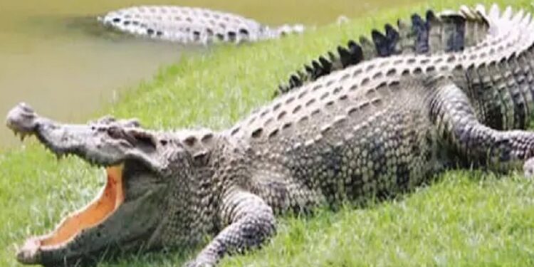 முகம் கழுவ சென்றவரை இழுத்து சென்ற முதலை!