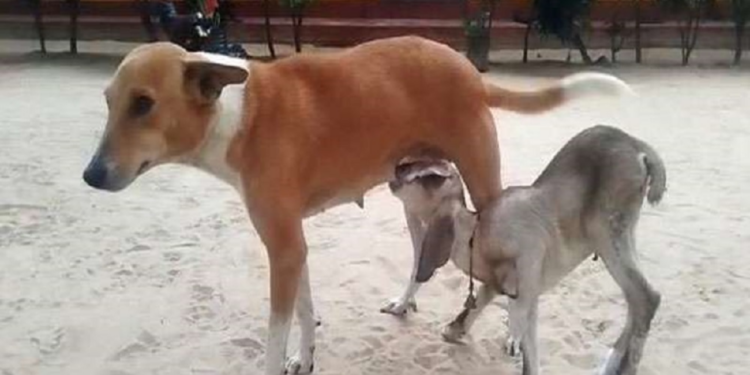 யாழில் ஆட்டுக் குட்டிக்கு பால் கொடுக்கும் நாய் நெகிழவைக்கும் செயல்!