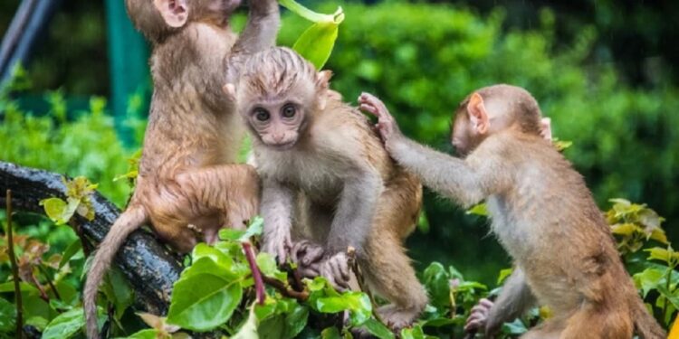 குரங்குகள் தொடர்பில் அரசாங்கம் மேற்கொண்டுள்ள தீர்மானம்!