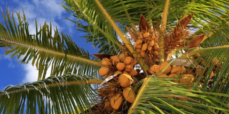 இலங்கையில் பாரிய அளவில் தென்னை பயிர்ச் செய்கை!