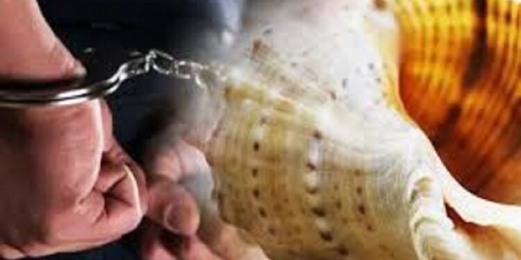 வலம்புரிச் சங்குடன் கைதான இளைஞர்