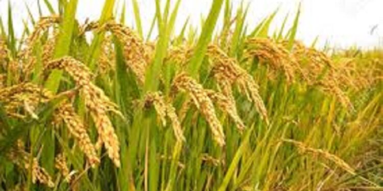 நெல்லுக்கான நிர்ணய விலை தொடர்பில் விவசாயிகள் கவலை!