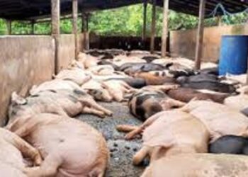 கிளிநொச்சியில் உயிரிழந்த பன்றிகளின் உடலை மருத்துவ பரிசோதனைக்கு உட்படுத்த உத்தரவு!