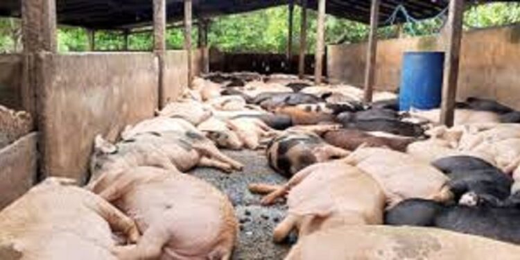 கிளிநொச்சியில் உயிரிழந்த பன்றிகளின் உடலை மருத்துவ பரிசோதனைக்கு உட்படுத்த உத்தரவு!