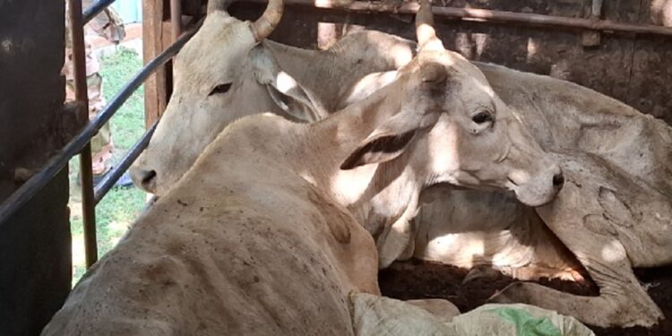 மாடுகளை கடத்திச் சென்ற நபர் கைது!