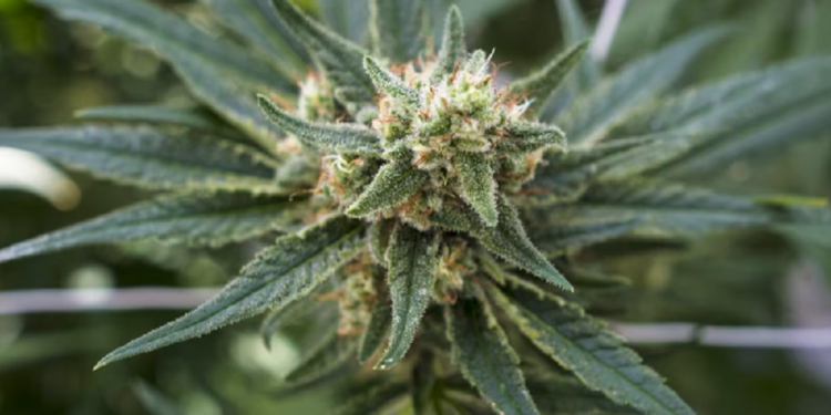 நயாகராவில் மீட்க்கப்பட்ட கஞ்சா செடிகள்!