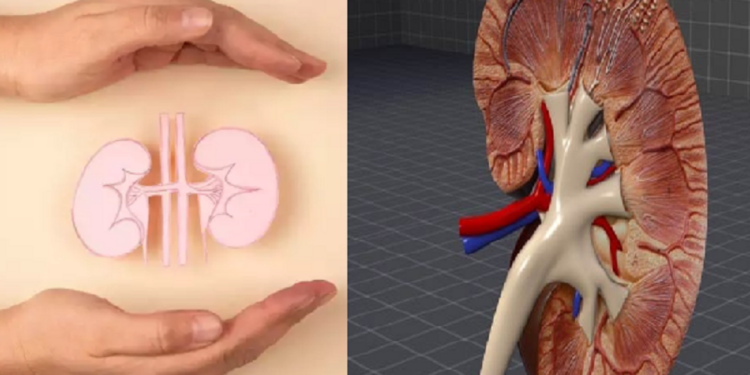 வீட்டிலேயே சிறுநீரகத்தை ஆரோக்கியமாக பாதுகாக்க சிறந்த வழி!