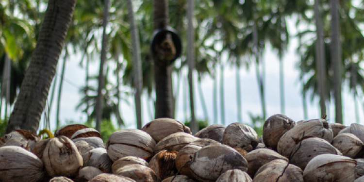 தேங்காய் திருடிய மூவர் கைது!