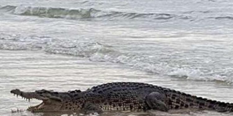 கல்கிஸை கடற்கரைக்கு செல்வோருக்கு எச்சரிக்கை!