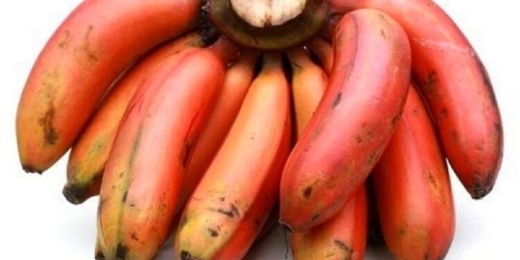 உடலுக்கு பல நன்மைகளை கொடுக்கும் செவ்வாழைப்பழம்