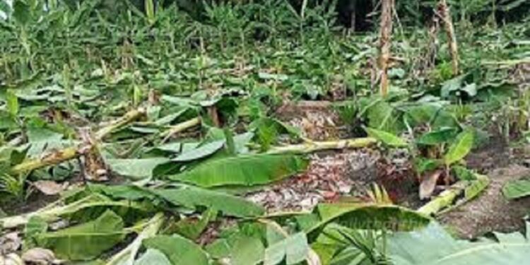 வாழைத்தார் வெட்டச் சென்றவர் மரணம்!