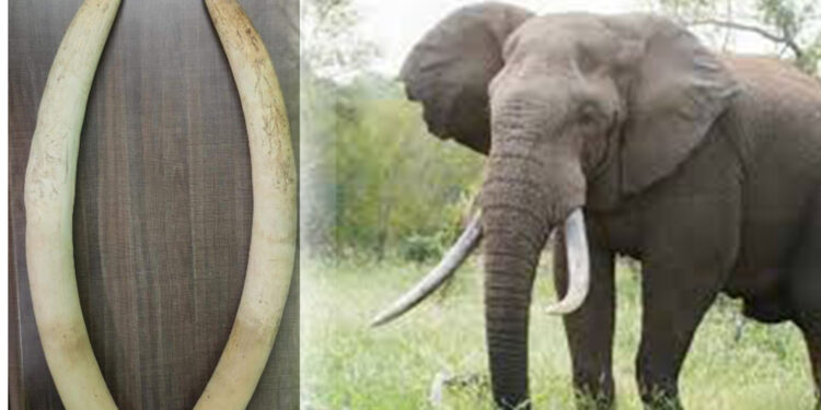 யானை தந்தங்களுடன் சந்தேக நபர் ஒருவர் கைது!