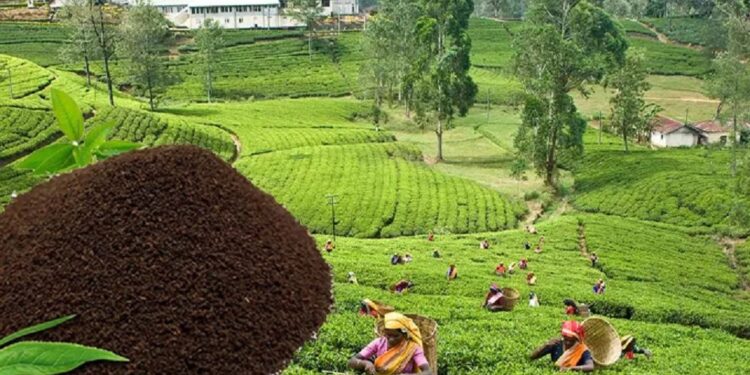 அதிக தேயிலை ஏற்றுமதியாளராக மாறிய இந்தியா!