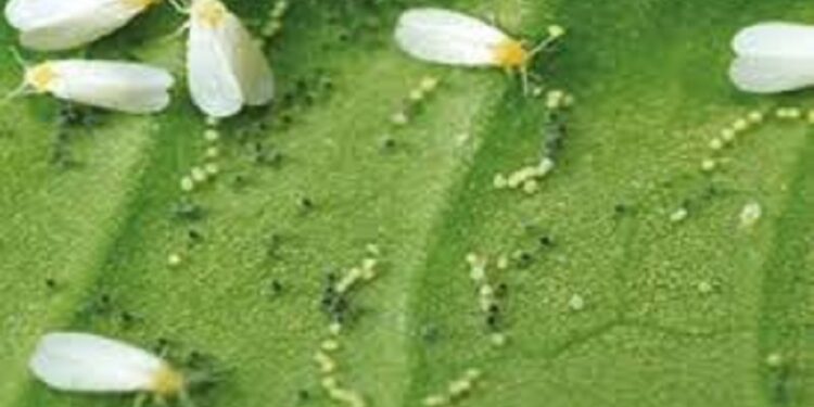 யாழில் வெள்ளை ஈயின் தாக்கம் அதிகரிப்பு!