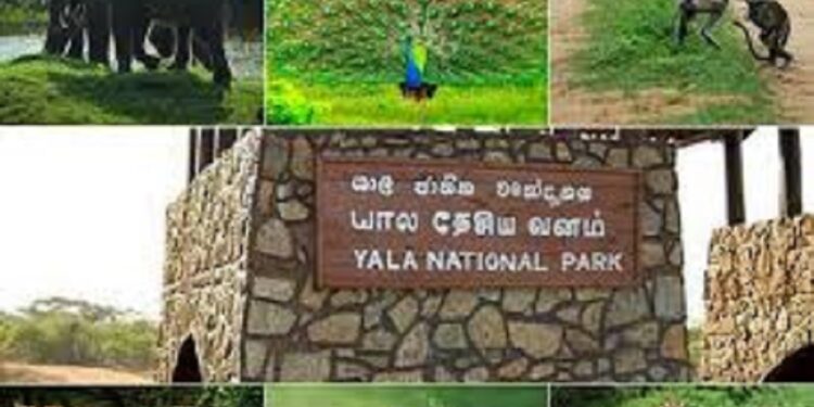 மீண்டும் திறக்கப்படும் யால தேசிய பூங்கா!