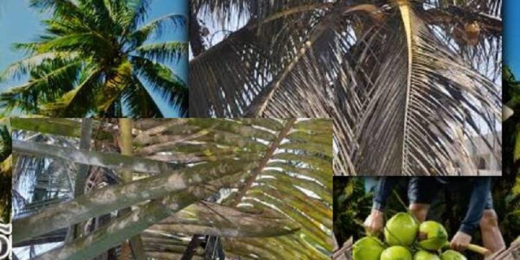 “வெண் ஈ” தாக்கத்தால் அழிவடையும் நிலையில் தென்னை மரங்கள்!