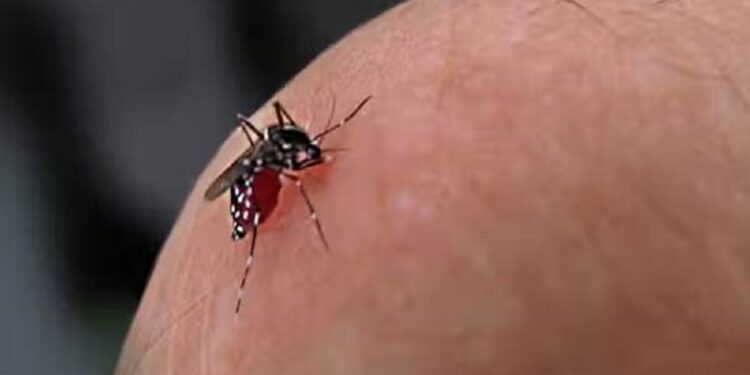 நாட்டில் தீவிரமடையும் சிக்குன்குனியா