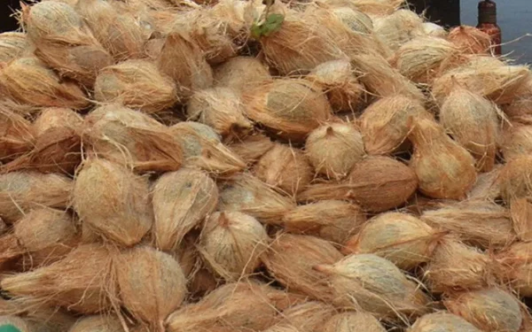 மீண்டும் உச்சம் தொட்ட தேங்காய்!