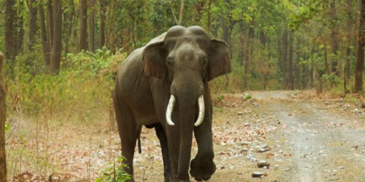 யானை தாக்கியதில் ஒருவர் பலி!