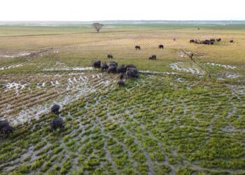 அம்பாறையில் மின்னல தாக்கியதில் ஒருவர் பலி!