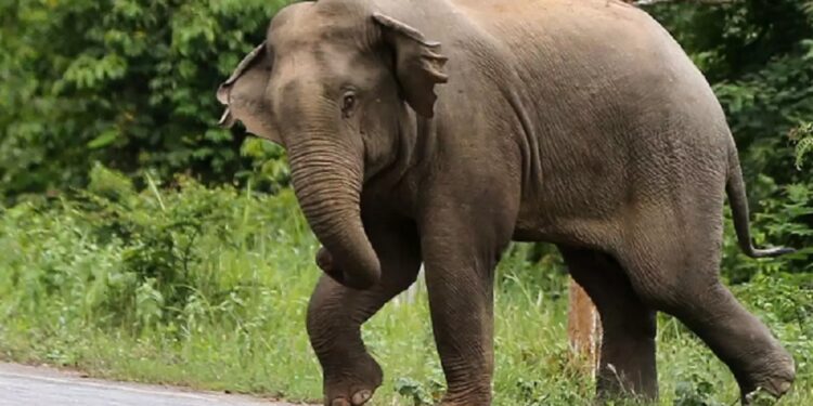 யானை தாக்கியதில் பலியான முதியவர்!