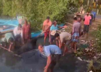 மீனவர்களிடம் சிக்கிய 300 கிலோவுக்கும் அதிக எடையுள்ள இராட்சத மீன்