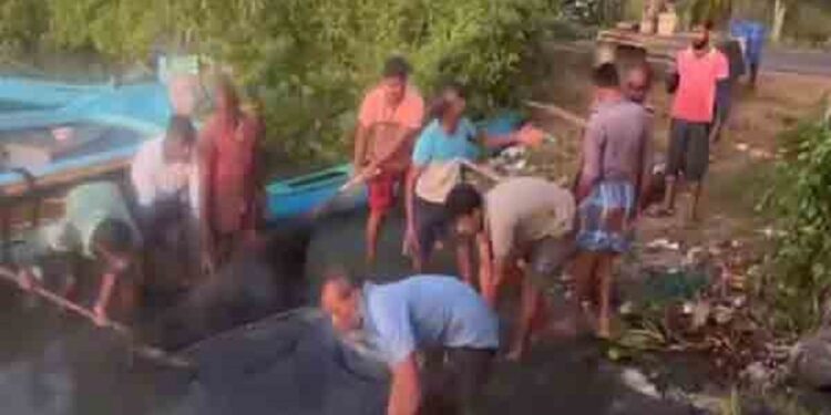 மீனவர்களிடம் சிக்கிய 300 கிலோவுக்கும் அதிக எடையுள்ள இராட்சத மீன்