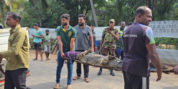 மட்டக்களப்பில் அழையா விருந்தாளி வீட்டிற்குள் நுழைந்ததால் பரபரப்பு!